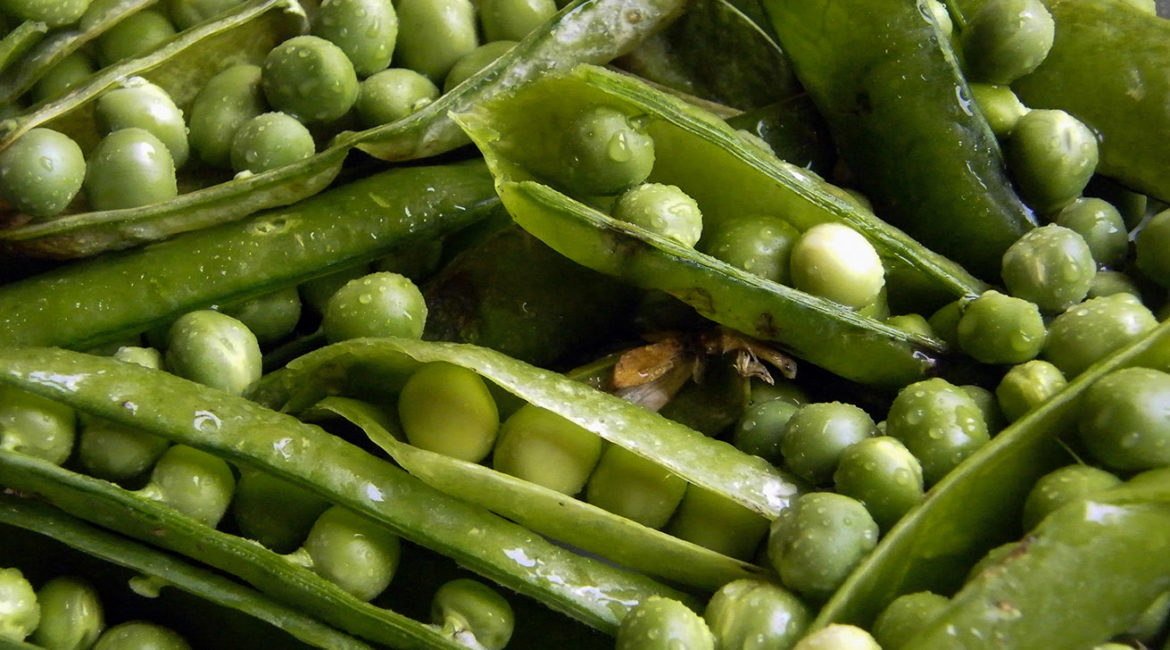 Closeup shot of green bean
